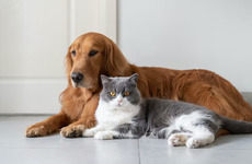 Cats, Dogs, and Relationships
