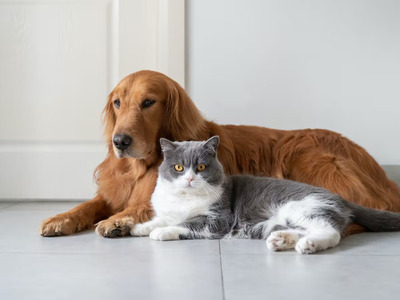 Cats, Dogs, and Relationships